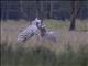Burchells Zebra (Equus burchellii) - Battle!