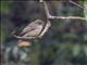 Dusky-brown Flycatcher (Muscicapa adusta)