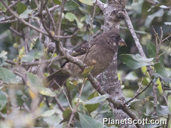 Thick-billed Seedeater (Crithagra burtoni)