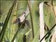 Highland Rush Warbler (Bradypterus centralis)
