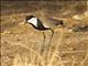 Spur-winged Plover (Vanellus spinosus)
