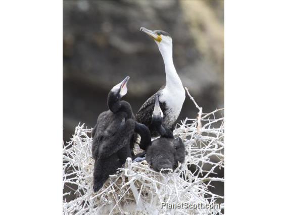 Great Cormorant (Phalacrocorax carbo) - With Young