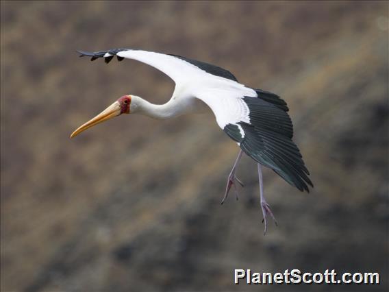 Yellow-billed Stork (Mycteria ibis) - In Flight
