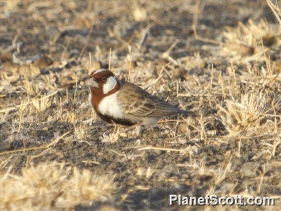 Chestnut-headed Sparrow-Lark (Eremopterix signata)
