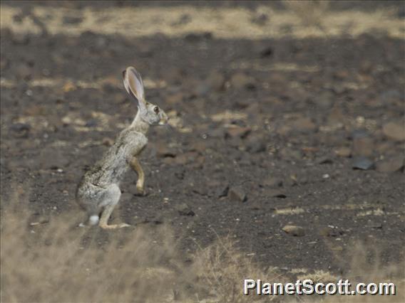 African Savanna Hare (Lepus victoriae)