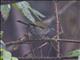 Green-tailed Warbler (Microligea palustris)