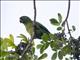 Hispaniolan Parakeet (Psittacara chloropterus)