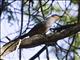Hispaniolan Lizard-Cuckoo (Coccyzus longirostris)