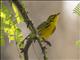 Prairie Warbler (Setophaga discolor)