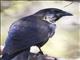 Hispaniolan Palm-Crow (Corvus palmarum)