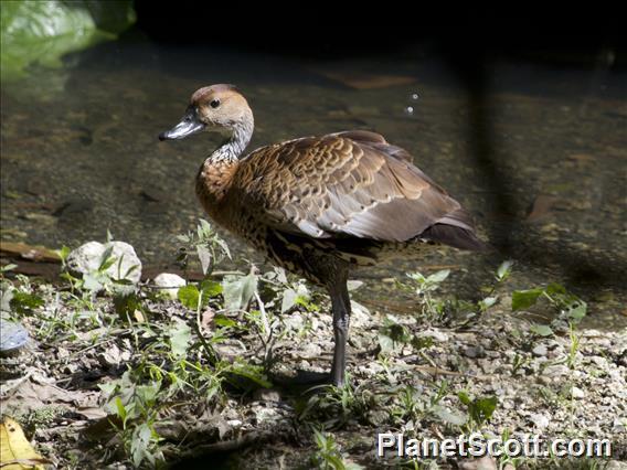 West Indian Whistling-Duck (Dendrocygna arborea)