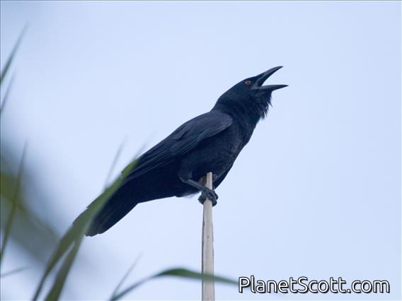 Whitenecked Crow (Corvus leucognaphalus)