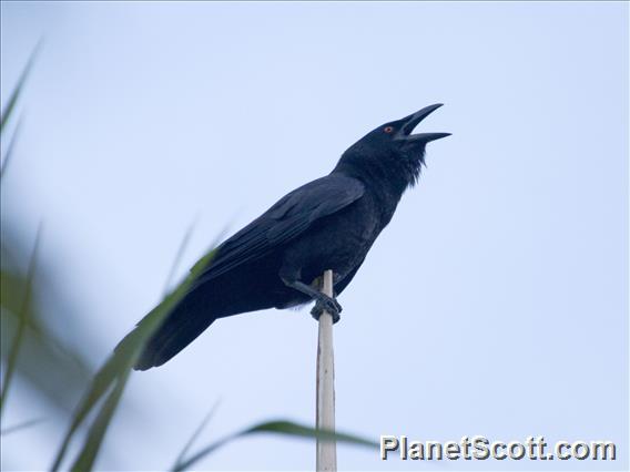 White-necked Crow (Corvus leucognaphalus)