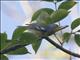 Northern Parula (Setophaga americana)