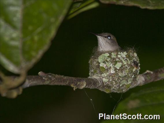 Vervain Hummingbird (Mellisuga minima)