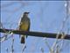 Cassins Kingbird (Tyrannus vociferans)