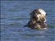 Sea Otter (Enhydra lutris)