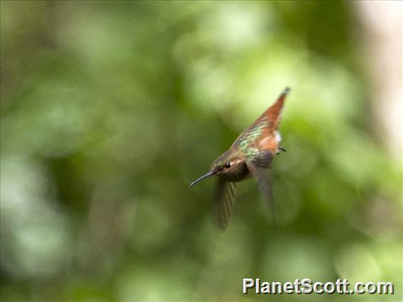Allen's Hummingbird (Selasphorus sasin)