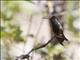 Rivolis Hummingbird (Eugenes fulgens)