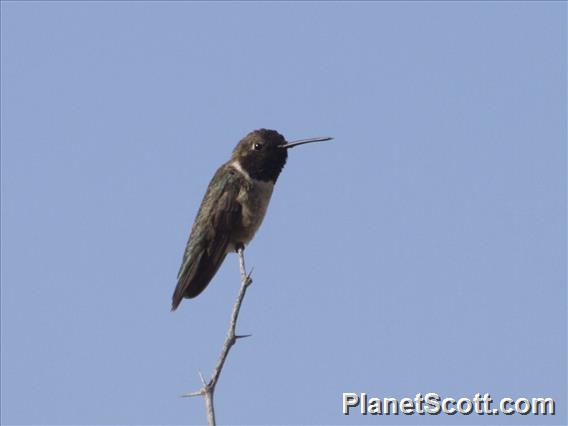 Black-chinned Hummingbird (Archilochus alexandri)