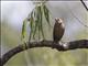 Brown-headed Cowbird (Molothrus ater)