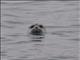 Harbor Seal (Phoca vitulina)