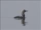 Pacific Loon (Gavia pacifica)