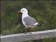 Mew Gull (Larus canus)