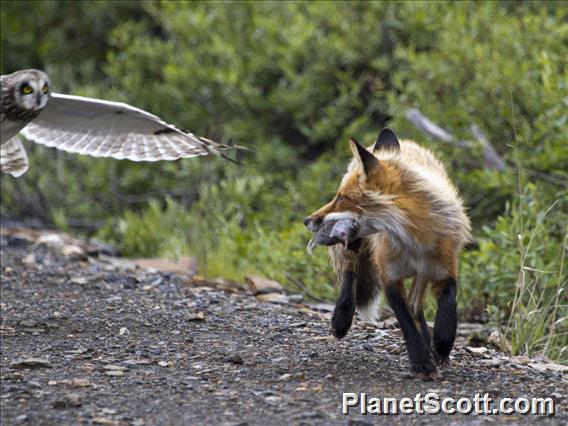 Red Fox (Vulpes vulpes) - And Short Eared Owl and Lemmings