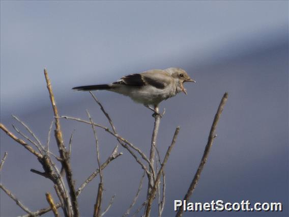 Northern Shrike (Lanius borealis)