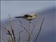 Northern Shrike (Lanius borealis)