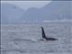 Killer Whale (Orcinus orca) - with Puffin