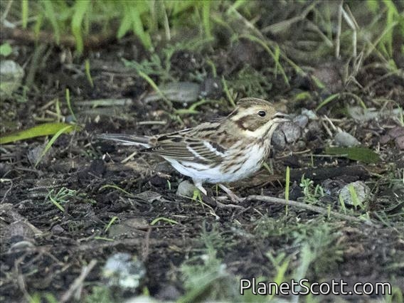 Rustic Bunting (Emberiza rustica)