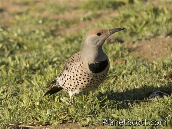 Northern Flicker (Colaptes auratus)