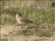 Vesper Sparrow ( Pooecetes gramineus)