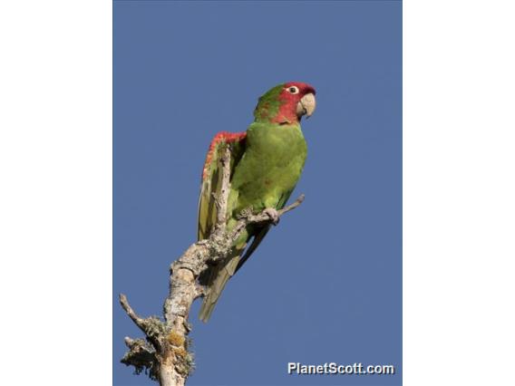 Red-masked Parakeet (Psittacara erythrogenys) - Feral San Francisco Population