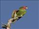 Red-masked Parakeet (Psittacara erythrogenys) - Feral San Francisco Population