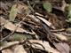 California Newt (Taricha torosa)
