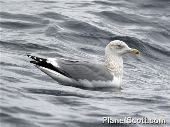 Herring Gull (Larus argentatus) - Non-breeding