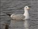 Herring Gull (Larus argentatus) 4th year