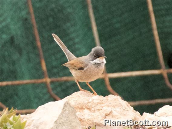 Spectacled Warbler (Sylvia conspicillata) - Male