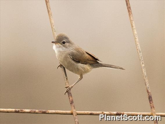 Spectacled Warbler (Sylvia conspicillata) - Female