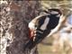 Great Spotted Woodpecker (Dendrocopos major) - Tenerife