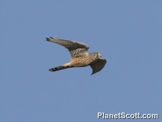 European Kestrel (Falco tinnunculus) - Flight