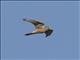 European Kestrel (Falco tinnunculus) - Flight