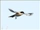 Iberian Magpie (Cyanopica cooki)