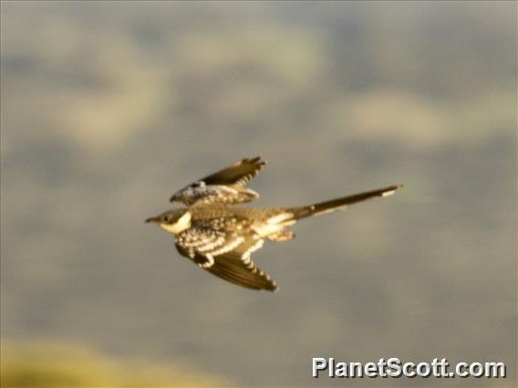 Great Spotted Cuckoo (Clamator glandarius)