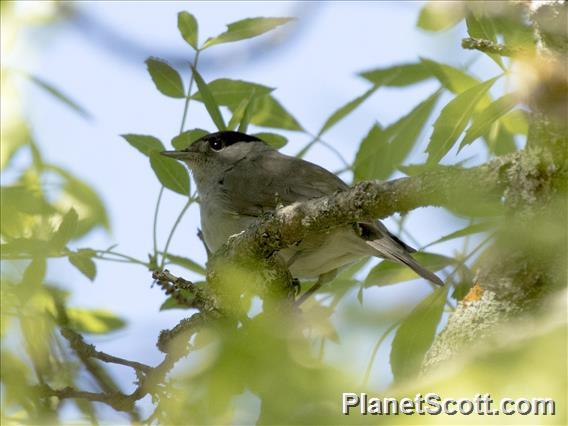 Blackcap (Sylvia atricapilla)