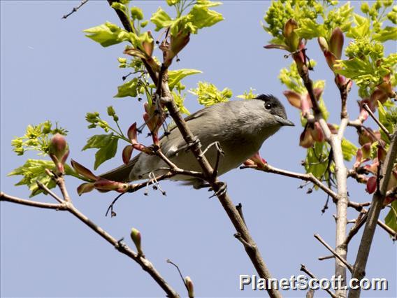 Blackcap (Sylvia atricapilla)