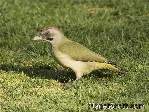 Iberian Green Woodpecker (Picus sharpei)